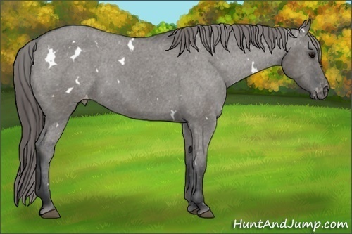 Horse Color: White Spotted Grullo Sabino Varnish 