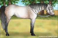Horse Color:Gray Buckskin