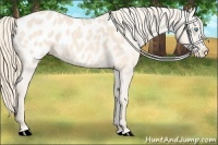 Horse Color:Perlino Appaloosa
