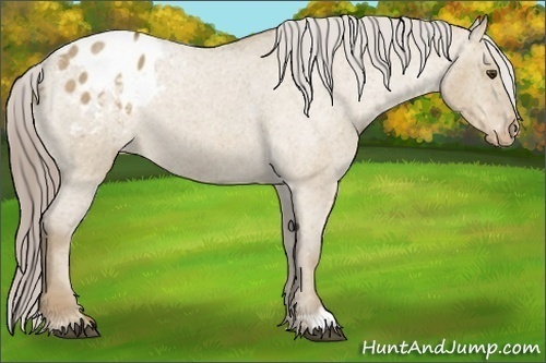 Horse Color: Chocolate Palomino Roan Dun Blanket 