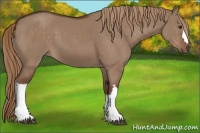 Horse Color:Liver Red Dun