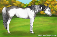 Horse Color:Grullo Sabino Splash Frame Rabicano 