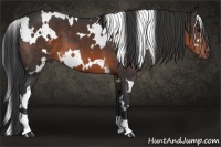 Horse Color:White Spotted Brown 