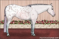 Horse Color:Watercolor Bay Dun Appaloosa 