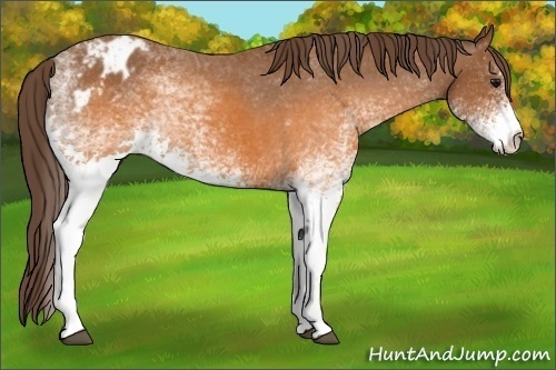 Horse Color: White Spotted Buckskin Blanket 