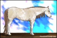 Horse Color:Grullo Pearl Sabino