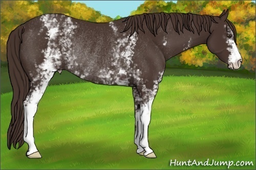 Horse Color: White Spotted Liver Chestnut Rabicano 