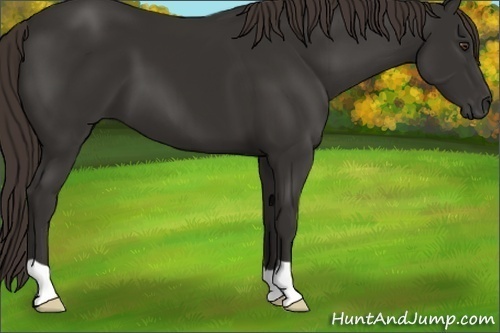 Horse Color: Liver Chestnut 