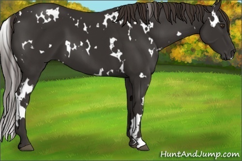 Horse Color: White Spotted Liver Chestnut 