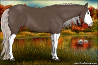 Horse Color:Silver Black Splash 