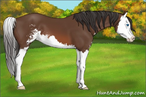Horse Color: Bay Sabino Splash 