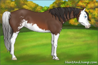 Horse Color:Bay Sabino Splash 