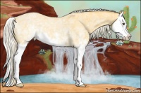 Horse Color:White Spotted Palomino Roan Splash 