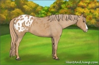 Horse Color:Chestnut Splash Appaloosa 