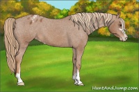 Horse Color:Chestnut Sabino Appaloosa 