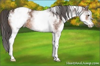 Horse Color:White Spotted Bay Appaloosa 