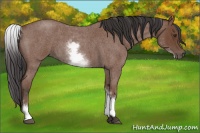 Horse Color:White Spotted Bay Roan 