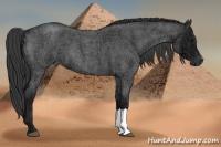 Horse Color:Blue Ice Roan 