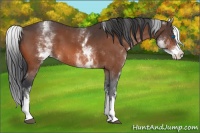 Horse Color:White Spotted Bay Splash 