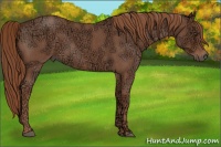 Horse Color:Red Ice Roan 