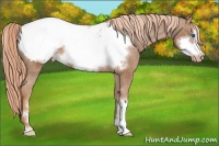 Horse Color:Chestnut Sabino Frame Appaloosa