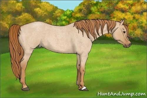 Horse Color:Red Dun Roan 