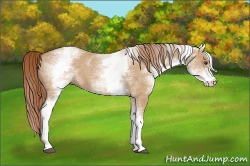 Horse Color:White Spotted Red Dun Sabino