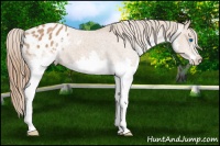 Horse Color:Bay Splash Appaloosa 