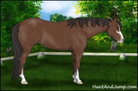 Horse Color:Bay Sabino 