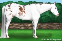 Horse Color:Brown Sabino Splash