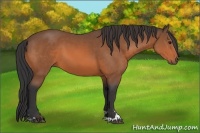 Horse Color:Bay Sabino 
