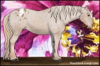 Horse Color:Chestnut Appaloosa 