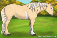 Horse Color:Palomino Tobiano 
