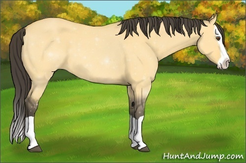 Horse Color: ERROR: UNKNOWN ANOMALY