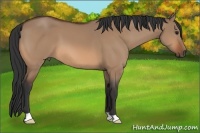 Horse Color:Bay Dun