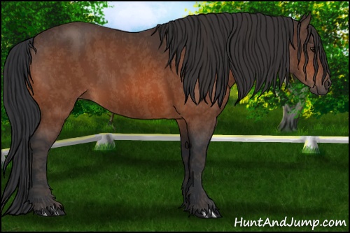 Horse Color: Unknown 