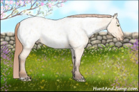Horse Color:Amber Champagne Dun Appaloosa