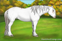 Horse Color:Bay Sabino Appaloosa 