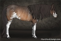 Horse Color:Buckskin Sabino Rabicano 