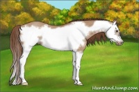 Horse Color:Red Dun Sabino Splash Frame Rabicano 