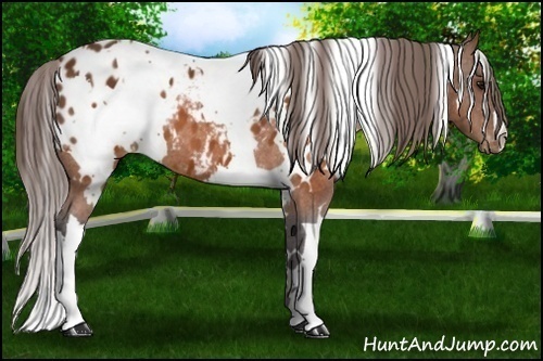 Horse Color: White Spotted Buckskin Blanket 