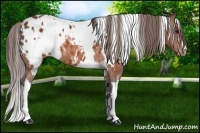 Horse Color:White Spotted Buckskin Blanket 