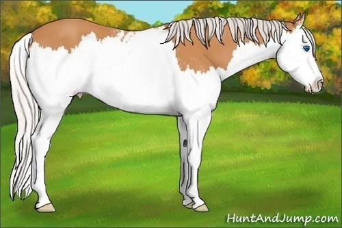 Horse Color: White Spotted Silver Bay Sabino Splash 