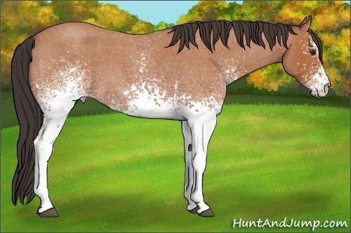 Horse Color: White Spotted Bay Roan 