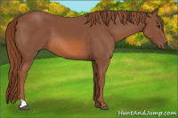 Horse Color:Liver Chestnut 
