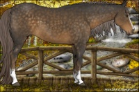 Horse Color:White Spotted Chocolate Palomino Sabino