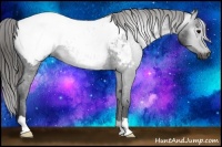 Horse Color:Gray Black Appaloosa 