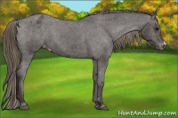 Horse Color:Smoky Black Appaloosa 