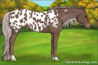 Horse Color:Silver Black Appaloosa 