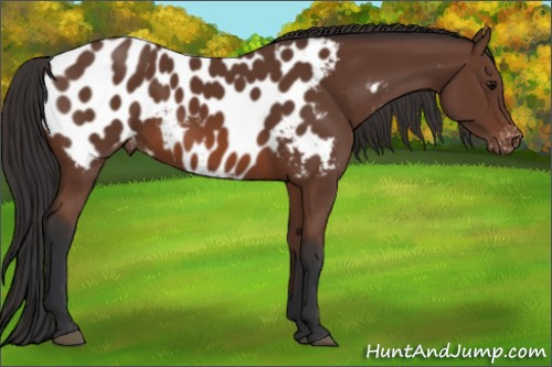Horse Color: Bay Blanket 